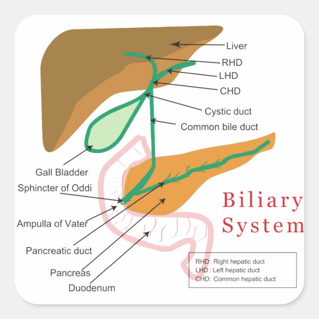 Adesivo Quadrado Gráfico de Diagrama do Sistema Biliar Duto Biliar (Frente)