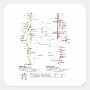 Adesivo Quadrado Gráfico de Meridianos Humanos