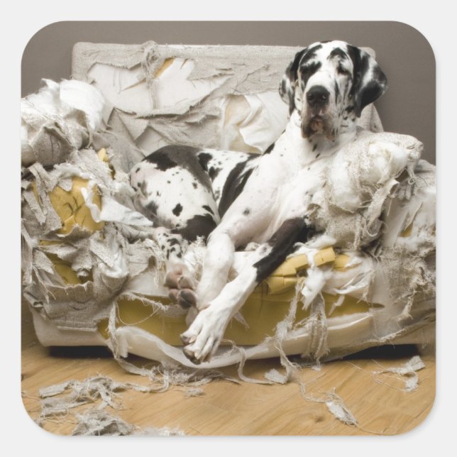 Adesivo Quadrado Grande Dane Mastigou Pet Sitter Cachorro (Frente)