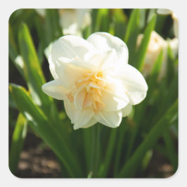 Adesivo Quadrado Grandes narcisos brancos em um dia de primavera