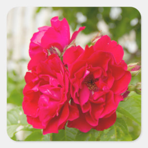 Adesivo Quadrado Grandes rosas vermelhas no jardim