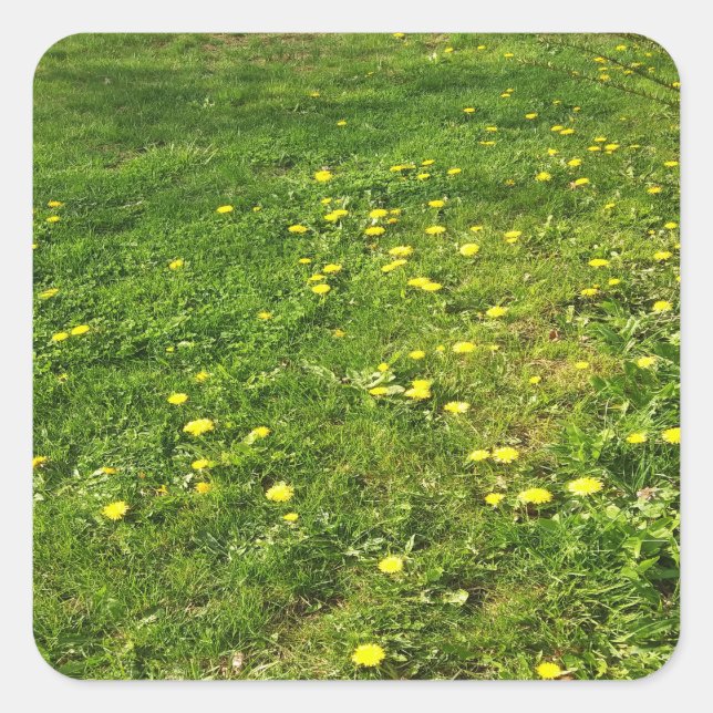 Adesivo Quadrado Grass e Dandelions Sticker (Frente)
