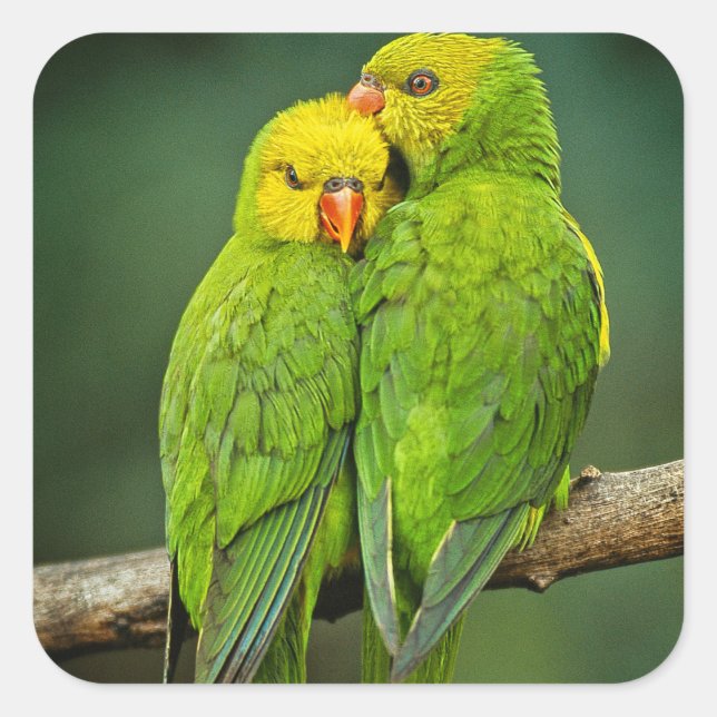 Adesivo Quadrado Green Parrots ama aves fotografia (Frente)