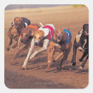 Adesivo Quadrado Greyhounds correndo na pista