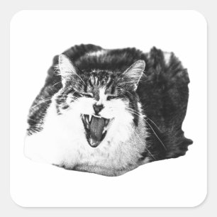 Adesivo Quadrado Grito de Gato, Arte para Descolar