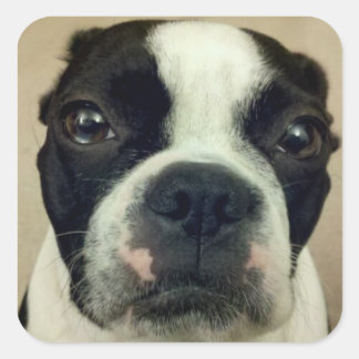 Adesivo Quadrado Grouchy Boston Terrier