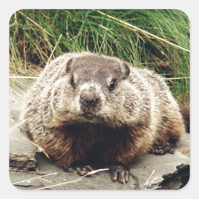 Adesivo Quadrado Groundhog (Frente)