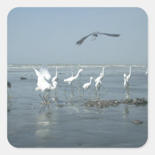 Adesivo Quadrado Gruas brancas e copas pretas: um contraste na natu