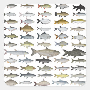 Adesivo Quadrado Grupo da Família Carp