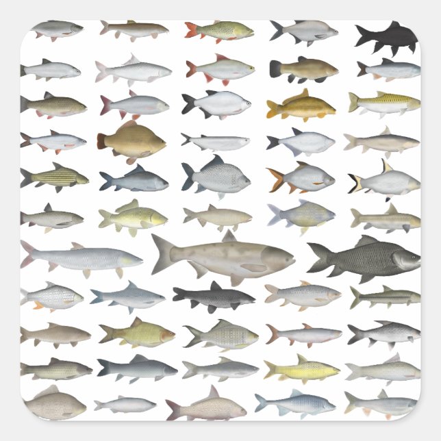 Adesivo Quadrado Grupo da Família Carp (Frente)