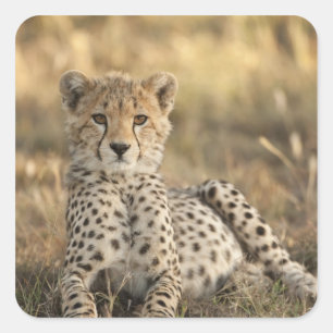 Adesivo Quadrado Guepardo, Acinonyx jubatus