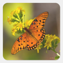 Gulf Fritillary aka Passion Butterfly on Goldenrod