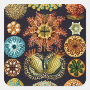 Adesivo Quadrado Haeckel