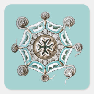 Adesivo Quadrado Haeckel