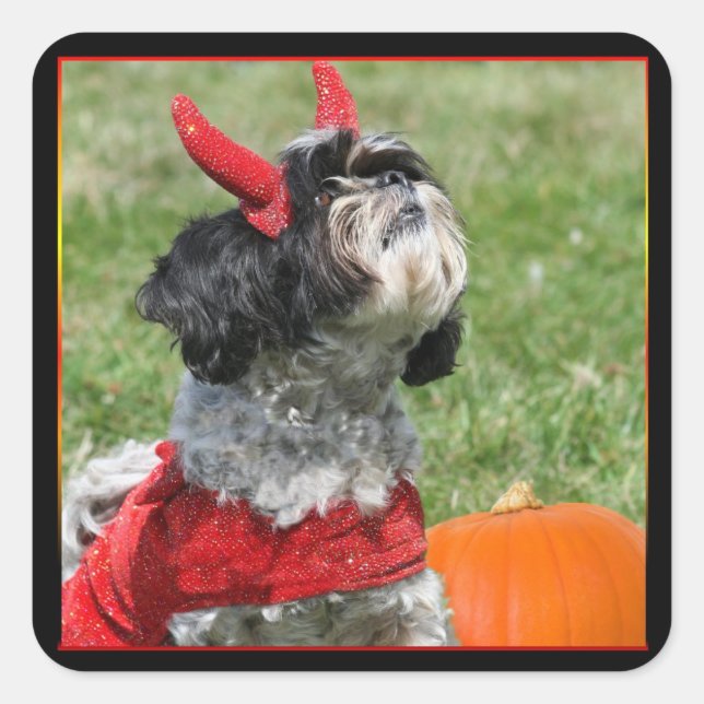 Adesivo Quadrado Halloween Shih Tzu (Frente)