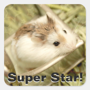 Adesivo Quadrado Hammyville - Hamster Bonito