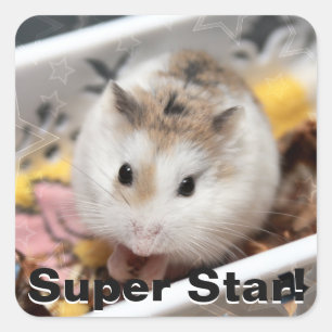Adesivo Quadrado Hammyville - Hamster Bonito