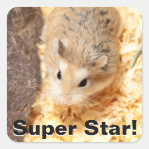 Adesivo Quadrado Hammyville - Hamster Bonito