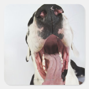Adesivo Quadrado Harlequin great dane com boca aberta, fim-acima,