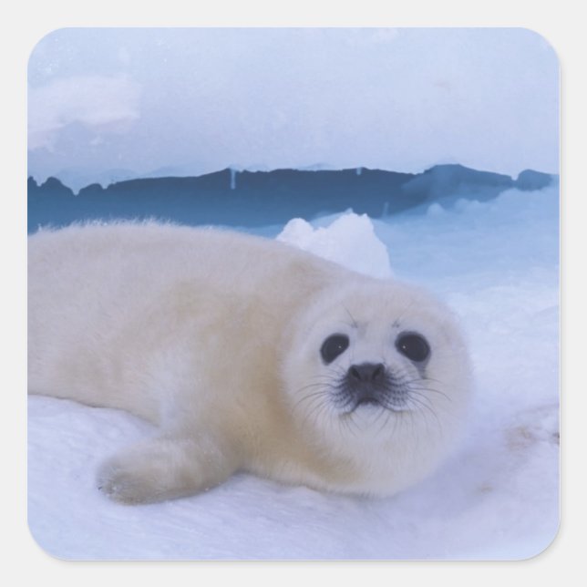 Adesivo Quadrado Harp Seal North America, Canada, Quebec (Frente)