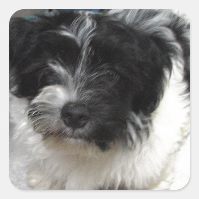 Adesivo Quadrado Havanese Rescut Puppy preto e branco (Frente)