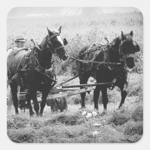 Adesivo Quadrado Hay Time in Black and White