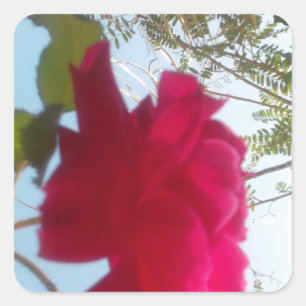 Adesivo Quadrado Heavenly Bloom: Um Rosa Contra o Céu