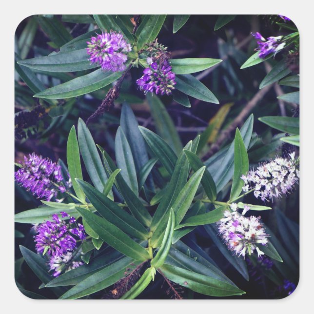 Adesivo Quadrado Hebe Mauve Fingers Stickers (Frente)