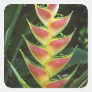 Adesivo Quadrado Heliconias, Heliconia walkeriana), La Selva