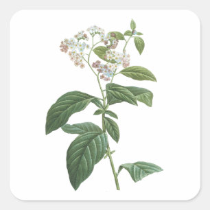 Adesivo Quadrado heliotrópio (corymbosum de Heliotropium) por