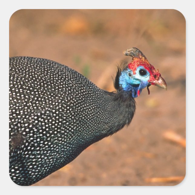 Adesivo Quadrado Helmeted Guiné Fowl (Numida meleagris). África, (Frente)