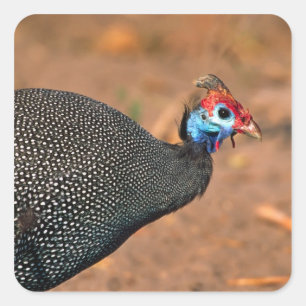 Adesivo Quadrado Helmeted Guiné Fowl (Numida meleagris). África,