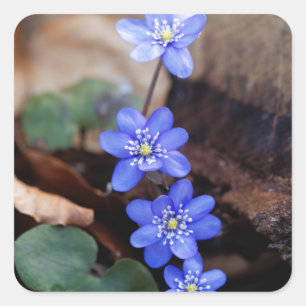 Adesivo Quadrado Hepatica comum (nobilis de Hepatica)