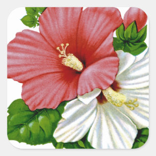 Adesivo Quadrado Hibiscus Vintage Seed Packet