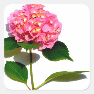 Adesivo Quadrado Hidrangea Rosa