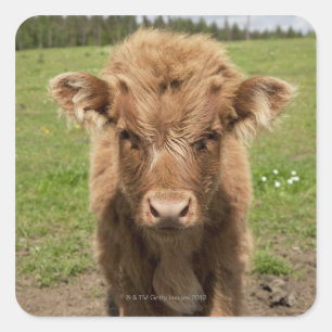 Adesivo Quadrado Highland Cattle, perto de Dufftown,