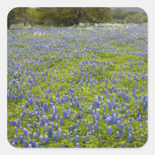 Adesivo Quadrado Hill Country, Texas, Bluebonnets e Oak tree