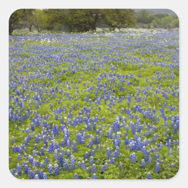 Adesivo Quadrado Hill Country, Texas, Bluebonnets e Oak tree (Frente)