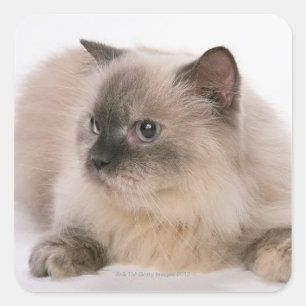 Adesivo Quadrado Himalaia