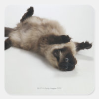 Himalayan Cat Deitado nas costas