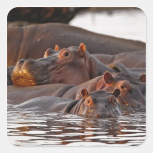 Adesivo Quadrado Hipopótamo, Hippopotamus amphibius, Lago