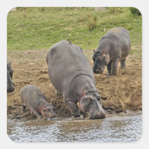 Adesivo Quadrado Hipopótamo, Hippopotamus amphibius, Serengeti