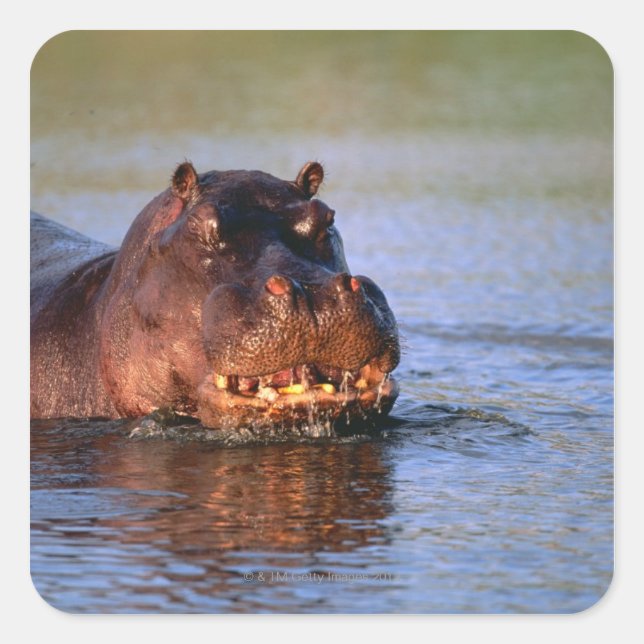 Adesivo Quadrado Hippopotamus no rio (Frente)