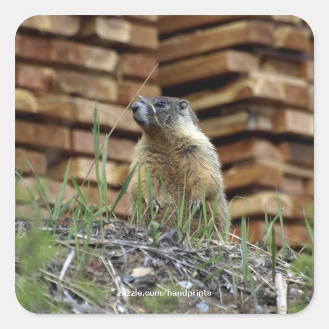 Adesivo Quadrado Hoary Marmot (Whistler) Selvagem Sticker (Frente)