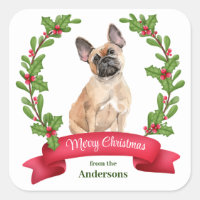Holly Banner French Bulldog Natal