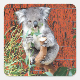Adesivo Quadrado Horário de Snack Koala