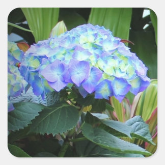 Adesivo Quadrado Hortênsias Azuis Flores Floral Fotografia Da Natur