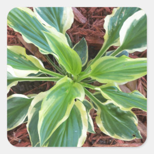 Adesivo Quadrado Hosta de Sun