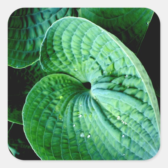 Adesivo Quadrado Hosta Heart (Frente)
