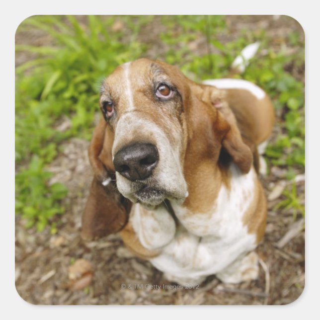 Adesivo Quadrado Hound Basset 2 (Frente)